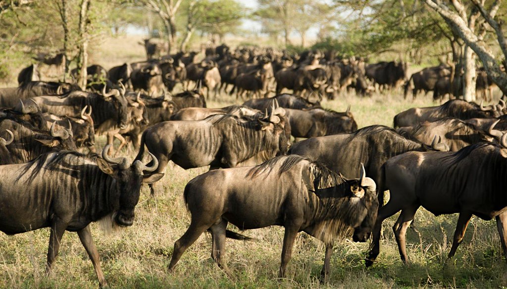 wildlife viewing in March