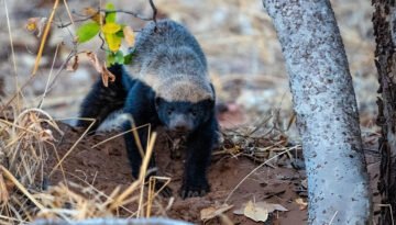animals immune to snake venom
