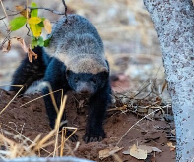 animals immune to snake venom