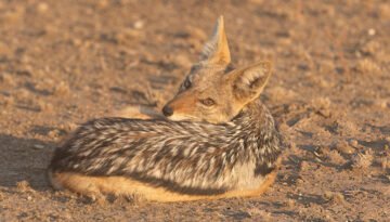 are jackals dangerous to humans