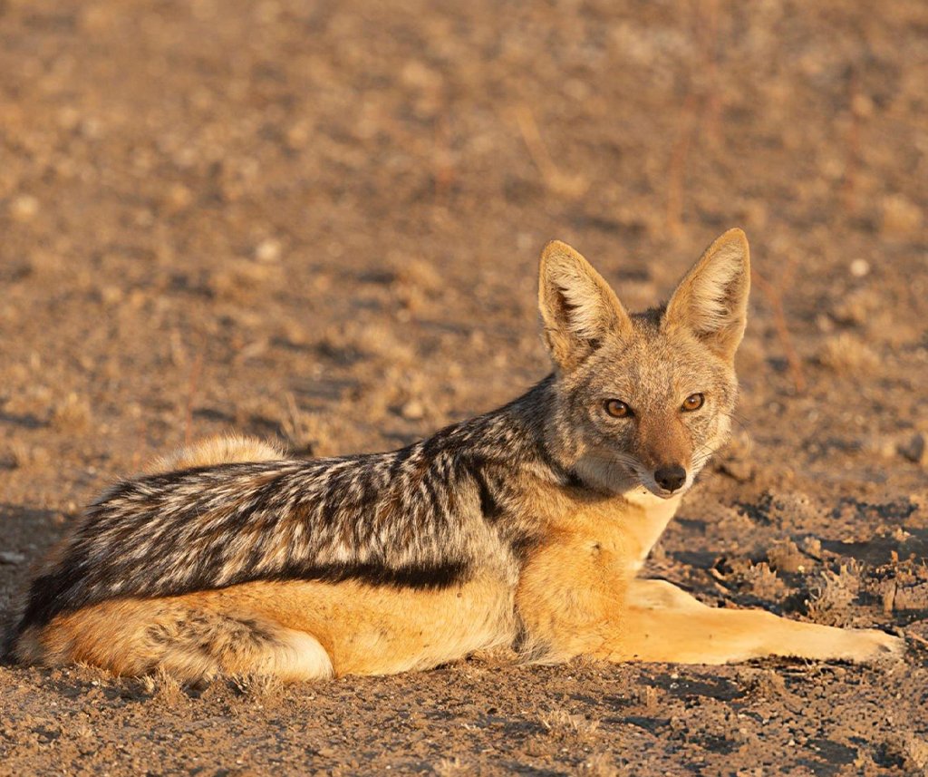 are jackals dangerous to humans