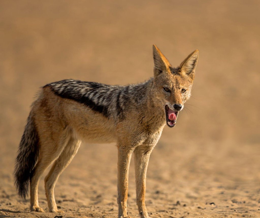 are jackals dangerous to humans