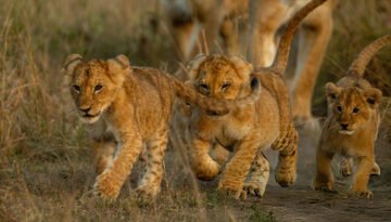 Kenya Safari for Couples