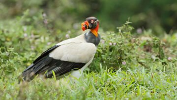 why are they called the king vultures