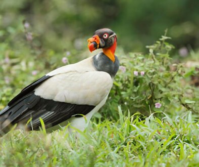 why are they called the king vultures