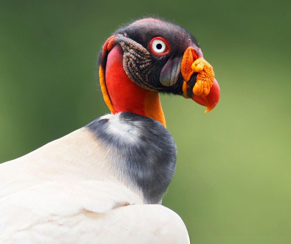 why are they called the king vultures