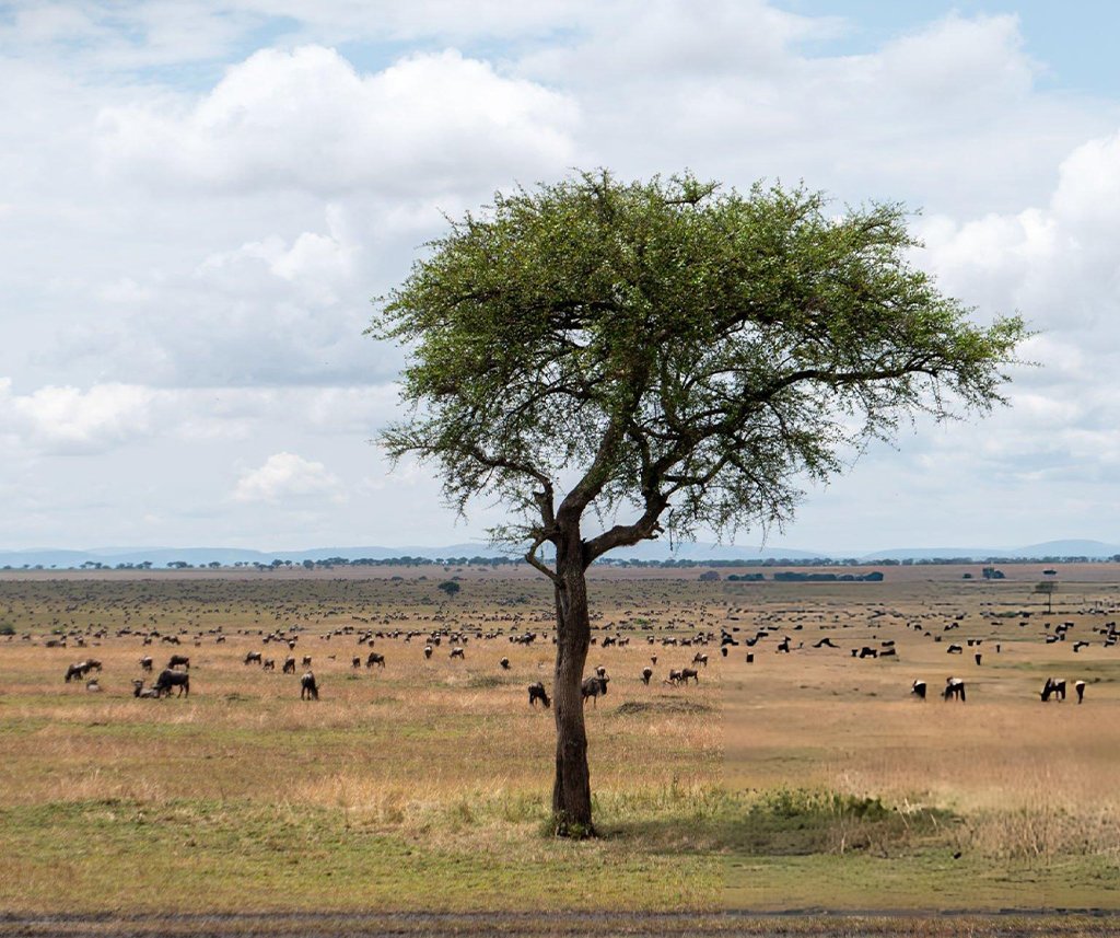 the Masai Mara or the Serengeti