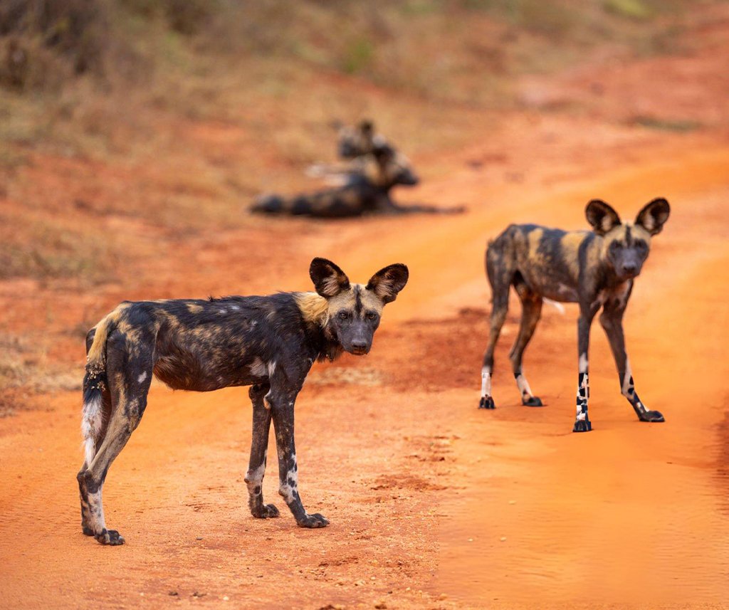 best Kenya safari for a multi-generational family