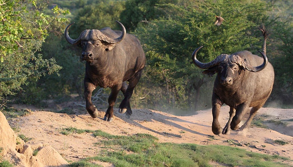Cape buffalo