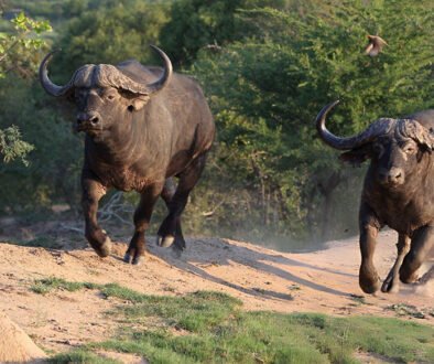 Cape buffalo