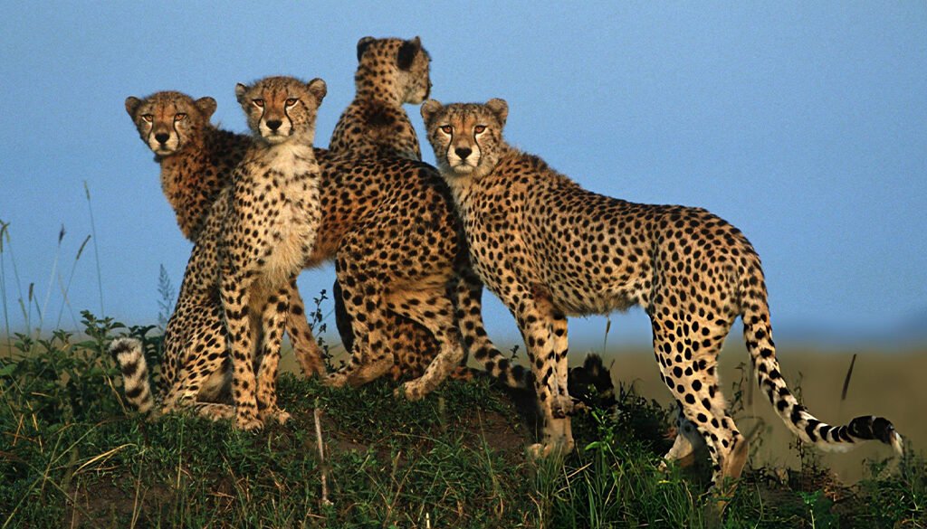 are cheetahs going extinct