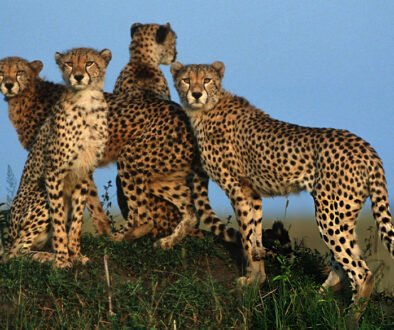 are cheetahs going extinct
