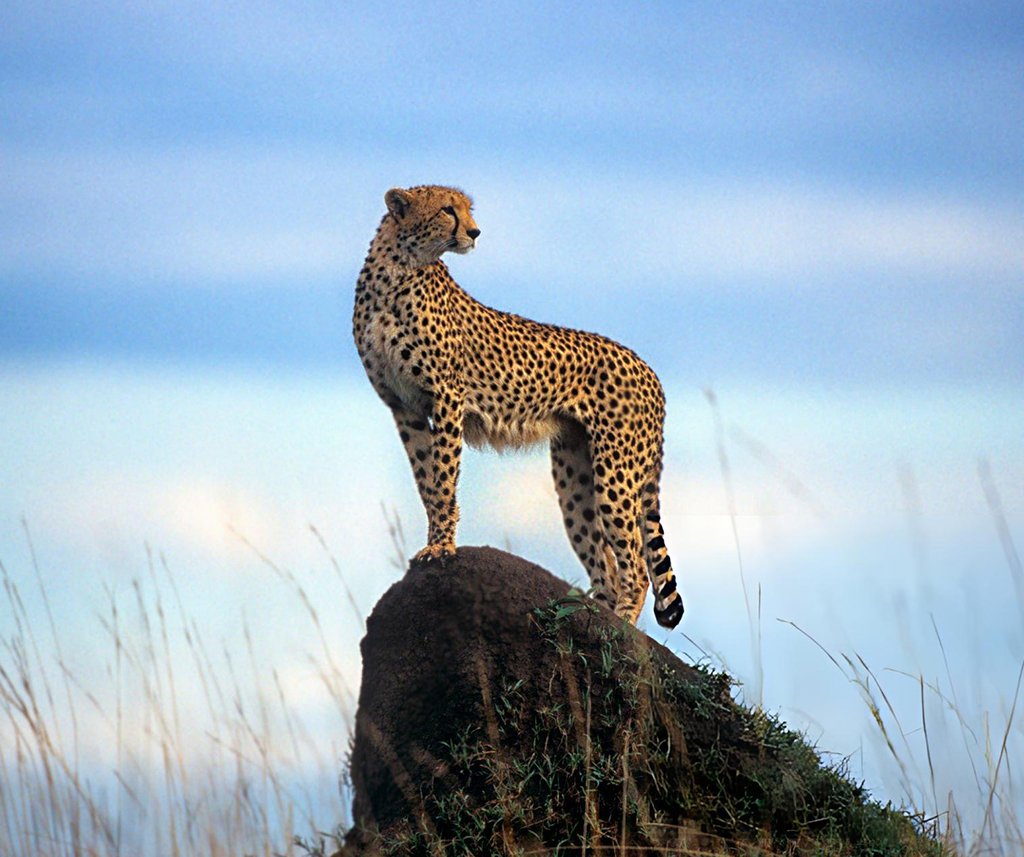Are cheetahs going extinct