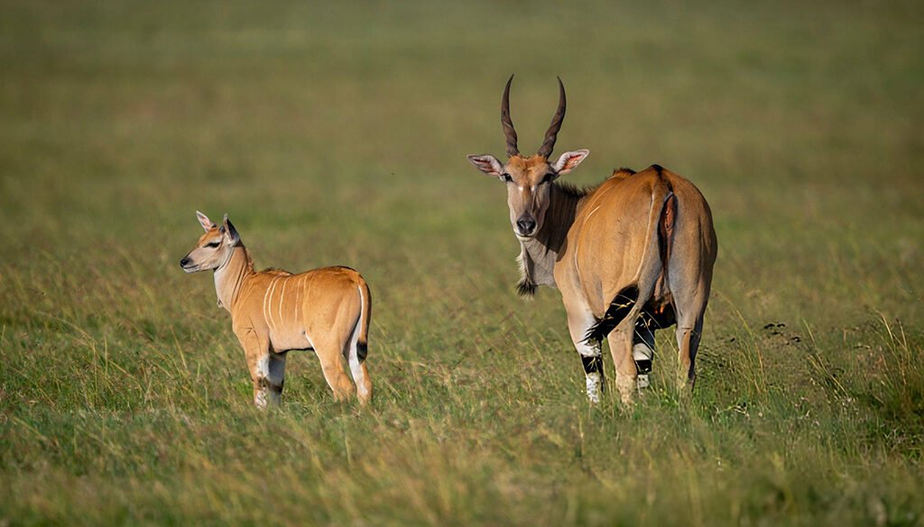 best Kenya safari for a multi-generational family