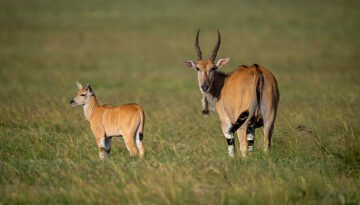 best Kenya safari for a multi-generational family