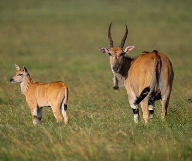 best Kenya safari for a multi-generational family