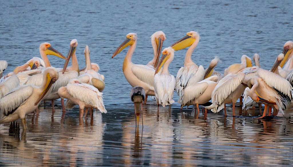 best places for bird watching in Kenya