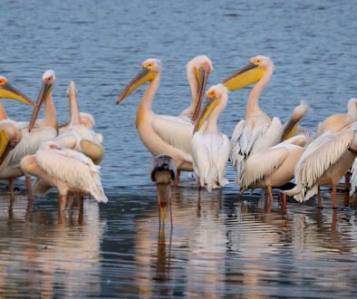 best places for bird watching in Kenya