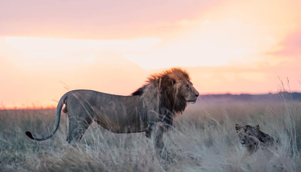 lion prides avoid inbreeding