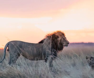 lion prides avoid inbreeding