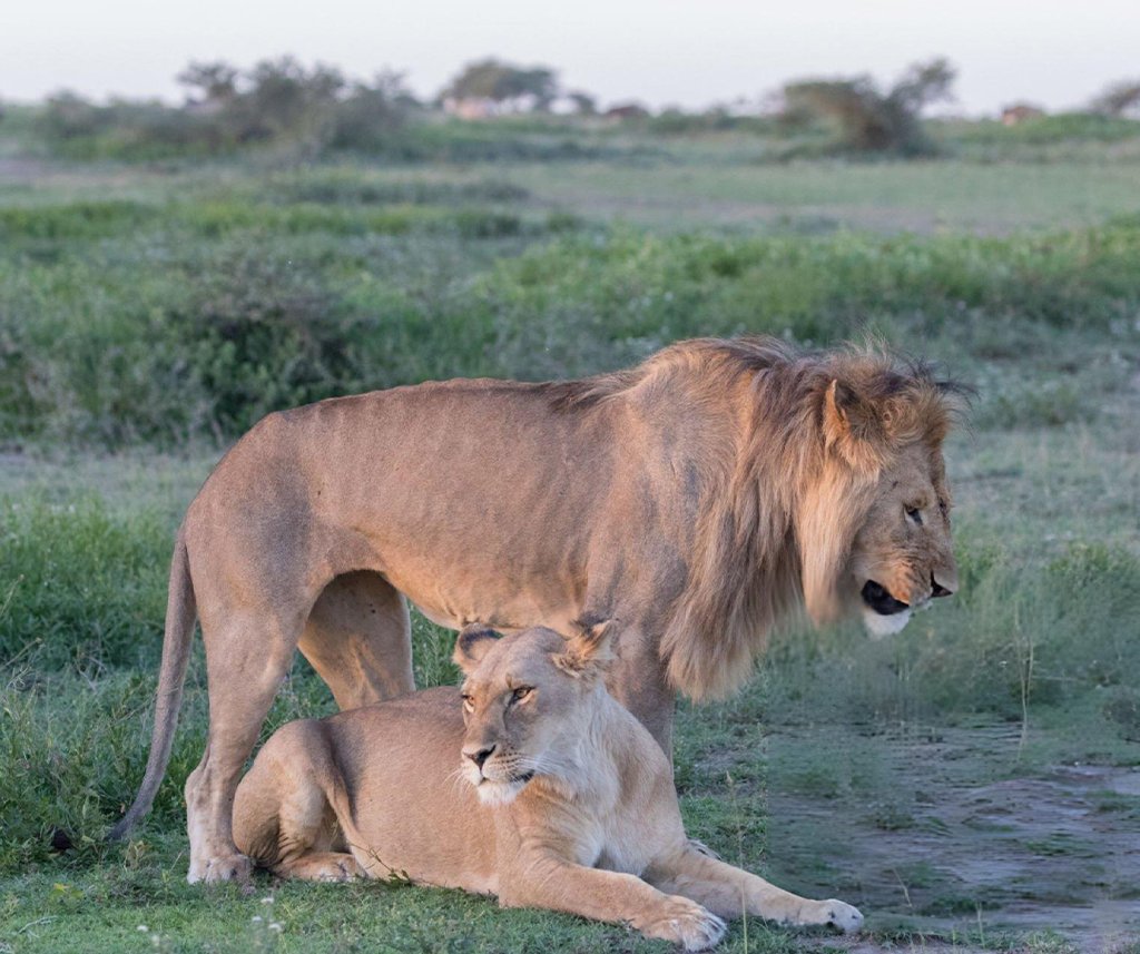 lion prides avoid inbreeding