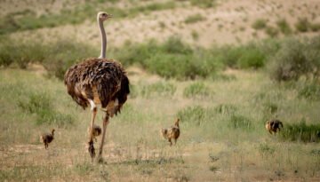 Can an ostrich eat meat