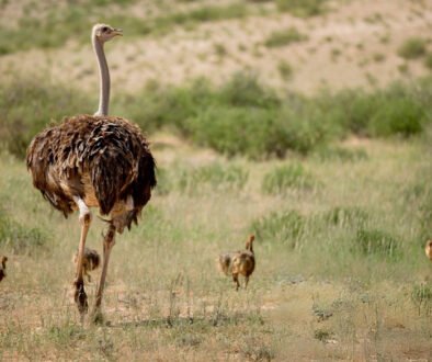 Can an ostrich eat meat